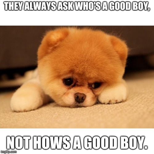 Sad puppy |  THEY ALWAYS ASK WHO'S A GOOD BOY, NOT HOWS A GOOD BOY. | image tagged in sad puppy | made w/ Imgflip meme maker