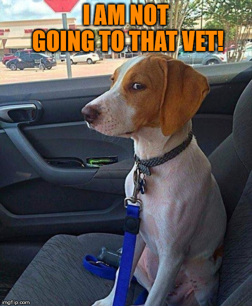 car dog | I AM NOT GOING TO THAT VET! | image tagged in car dog | made w/ Imgflip meme maker