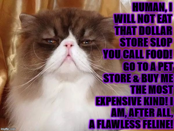 HUMAN, I WILL NOT EAT THAT DOLLAR STORE SLOP YOU CALL FOOD! GO TO A PET STORE & BUY ME THE MOST EXPENSIVE KIND! I AM, AFTER ALL, A FLAWLESS FELINE! | image tagged in feline snob | made w/ Imgflip meme maker