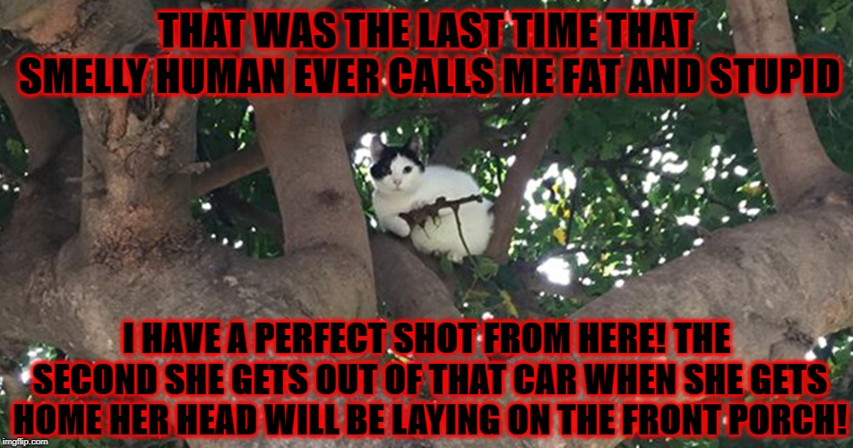 THAT WAS THE LAST TIME THAT SMELLY HUMAN EVER CALLS ME FAT AND STUPID; I HAVE A PERFECT SHOT FROM HERE! THE SECOND SHE GETS OUT OF THAT CAR WHEN SHE GETS HOME HER HEAD WILL BE LAYING ON THE FRONT PORCH! | image tagged in sniper cat | made w/ Imgflip meme maker
