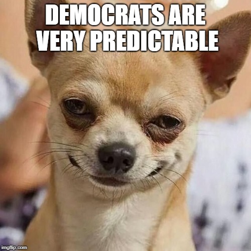 Smirking Dog | DEMOCRATS ARE VERY PREDICTABLE | image tagged in smirking dog | made w/ Imgflip meme maker
