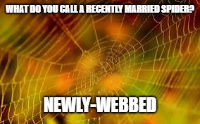 Spider Web | WHAT DO YOU CALL A RECENTLY MARRIED SPIDER? NEWLY-WEBBED | image tagged in spider web | made w/ Imgflip meme maker