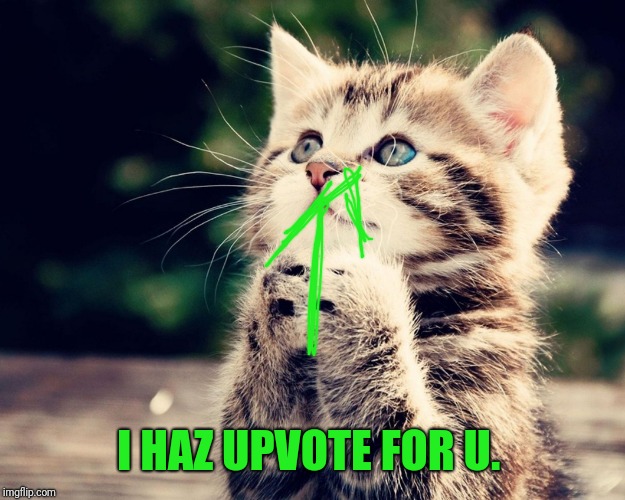 Kitten Can I Haz | I HAZ UPVOTE FOR U. | image tagged in kitten can i haz | made w/ Imgflip meme maker