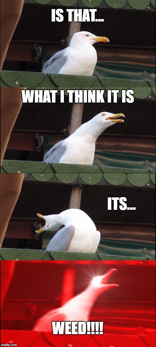 Inhaling Seagull Meme | IS THAT... WHAT I THINK IT IS; ITS... WEED!!!! | image tagged in memes,inhaling seagull | made w/ Imgflip meme maker