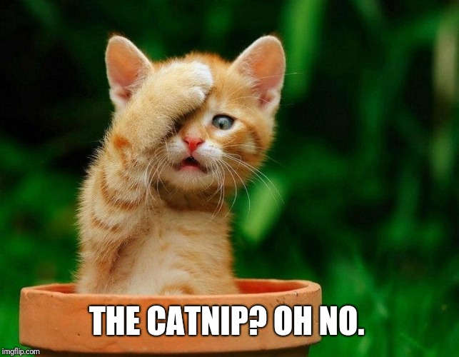 Catnip ?  | THE CATNIP? OH NO. | image tagged in catnip | made w/ Imgflip meme maker