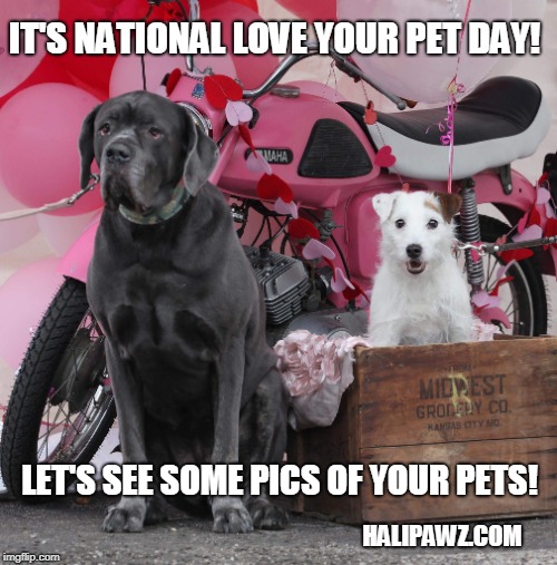 National Love your Pet Day | IT'S NATIONAL LOVE YOUR PET DAY! LET'S SEE SOME PICS OF YOUR PETS! HALIPAWZ.COM | image tagged in mastiff,dogs pets funny | made w/ Imgflip meme maker