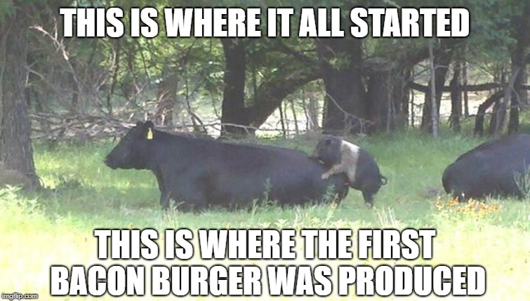 Bacon burger cow pig | THIS IS WHERE IT ALL STARTED THIS IS WHERE THE FIRST BACON BURGER WAS PRODUCED | image tagged in bacon burger cow pig | made w/ Imgflip meme maker