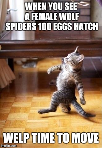 Cool Cat Stroll | WHEN YOU SEE A FEMALE WOLF SPIDERS 100 EGGS HATCH; WELP TIME TO MOVE | image tagged in memes,cool cat stroll | made w/ Imgflip meme maker