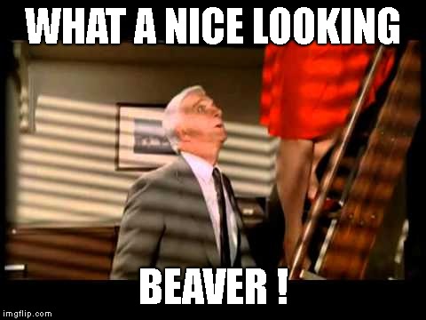 police squad nice beaver | WHAT A NICE LOOKING BEAVER ! | image tagged in police squad nice beaver | made w/ Imgflip meme maker