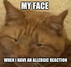 MY FACE; WHEN I HAVE AN ALLERGIC REACTION | image tagged in cats,allergies | made w/ Imgflip meme maker