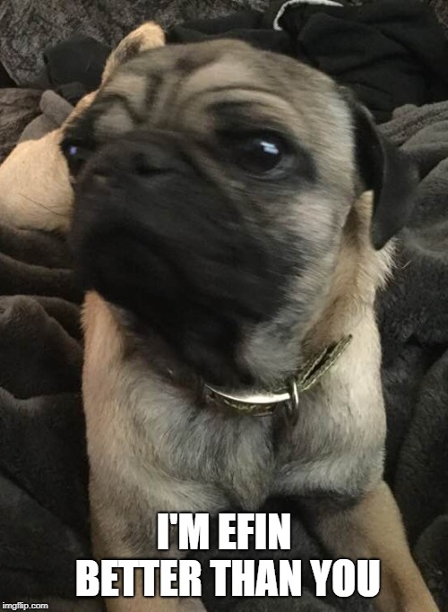 Love my Pug | I'M EFIN BETTER THAN YOU | image tagged in pugs | made w/ Imgflip meme maker