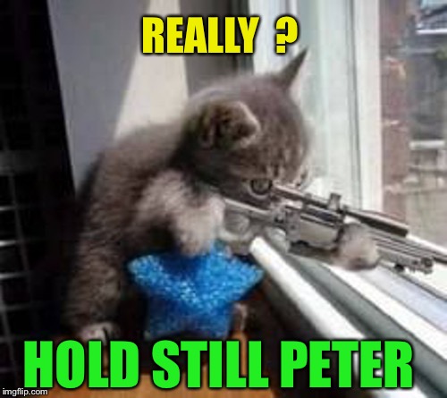 Sniper Cat (500px wide) | REALLY  ? HOLD STILL PETER | image tagged in sniper cat 500px wide | made w/ Imgflip meme maker