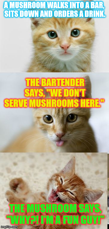 Drink me a Pun! | A MUSHROOM WALKS INTO A BAR, SITS DOWN AND ORDERS A DRINK. THE BARTENDER SAYS, "WE DON'T SERVE MUSHROOMS HERE."; THE MUSHROOM SAYS, "WHY?! I'M A FUN GUY!" | image tagged in bad pun cat,mushrooms,bad joke,cats,bartender | made w/ Imgflip meme maker
