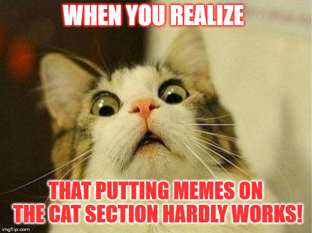 Scared Cat | WHEN YOU REALIZE; THAT PUTTING MEMES ON THE CAT SECTION HARDLY WORKS! | image tagged in memes,scared cat | made w/ Imgflip meme maker