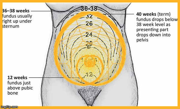 Pregnancy With The Golden Ratio Imgflip