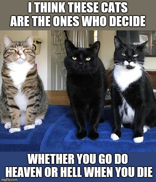 I THINK THESE CATS ARE THE ONES WHO DECIDE; WHETHER YOU GO DO HEAVEN OR HELL WHEN YOU DIE | image tagged in cats,judgement,if looks could kill | made w/ Imgflip meme maker
