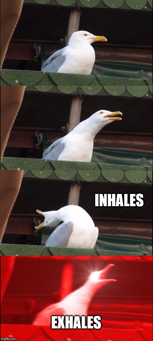 Inhaling Seagull | INHALES; EXHALES | image tagged in memes,inhaling seagull | made w/ Imgflip meme maker
