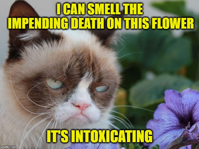 A rare moment of enjoyment |  I CAN SMELL THE IMPENDING DEATH ON THIS FLOWER; IT'S INTOXICATING | image tagged in grumpy cat flowers,memes,good smell,bad smell,death,funny | made w/ Imgflip meme maker