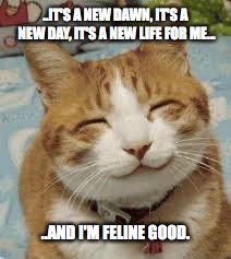 Happy cat | ..IT'S A NEW DAWN, IT'S A NEW DAY, IT'S A NEW LIFE FOR ME... ..AND I'M FELINE GOOD. | image tagged in happy cat | made w/ Imgflip meme maker