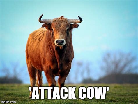 Attack Cow | 'ATTACK COW' | image tagged in bull,bulls,bullshit,country life,cows | made w/ Imgflip meme maker