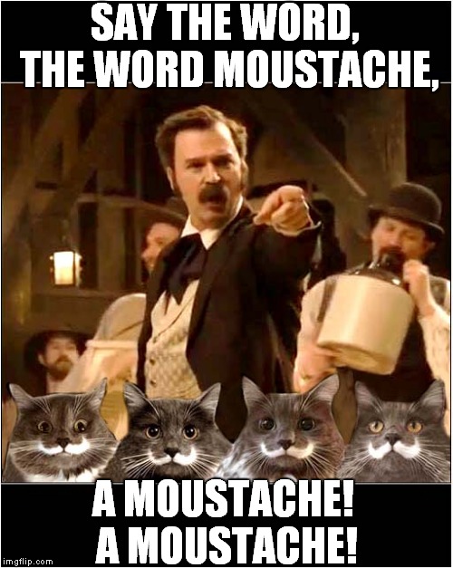 The Moustache Song | SAY THE WORD, THE WORD MOUSTACHE, A MOUSTACHE! A MOUSTACHE! | image tagged in fun,film,cats | made w/ Imgflip meme maker