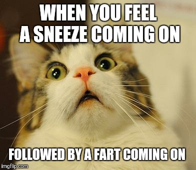 #Snart | WHEN YOU FEEL A SNEEZE COMING ON; FOLLOWED BY A FART COMING ON | image tagged in omg kitty,memes,sneeze,embarrassing,awkward,delaying the inevitable | made w/ Imgflip meme maker