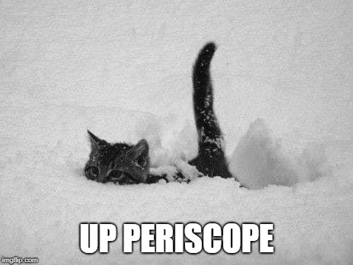 Up Periscope | UP PERISCOPE | image tagged in cat in the snow,periscope,snow,cat | made w/ Imgflip meme maker