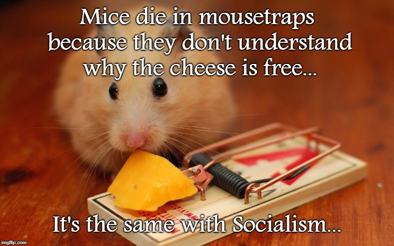 Mice & Socialism... | Mice die in mousetraps because they don't understand why the cheese is free... It's the same with Socialism... | image tagged in mice,mousetrap,free cheese,socialism | made w/ Imgflip meme maker