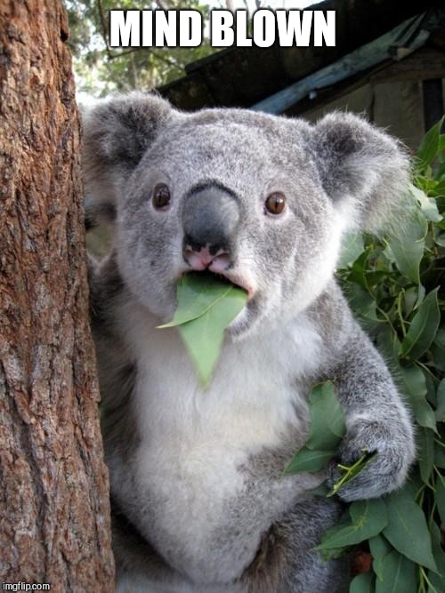 Surprised Koala Meme | MIND BLOWN | image tagged in memes,surprised koala | made w/ Imgflip meme maker