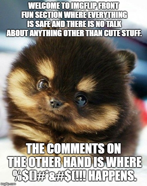 CUTE CUDDLY AND SAVE | WELCOME TO IMGFLIP FRONT FUN SECTION WHERE EVERYTHING IS SAFE AND THERE IS NO TALK ABOUT ANYTHING OTHER THAN CUTE STUFF. THE COMMENTS ON THE OTHER HAND IS WHERE %$()#*&#$(!!! HAPPENS. | image tagged in cute puppy eyes | made w/ Imgflip meme maker