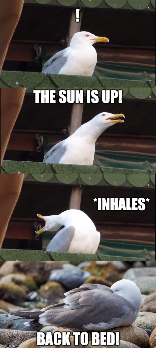 Back to bed! | ! THE SUN IS UP! *INHALES*; BACK TO BED! | image tagged in memes,inhaling seagull | made w/ Imgflip meme maker