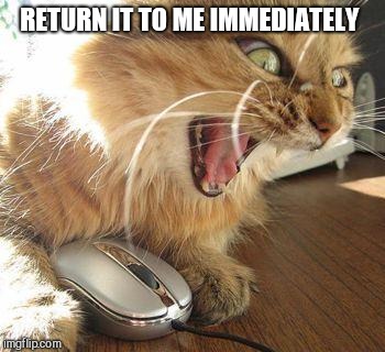angry cat | RETURN IT TO ME IMMEDIATELY | image tagged in angry cat | made w/ Imgflip meme maker