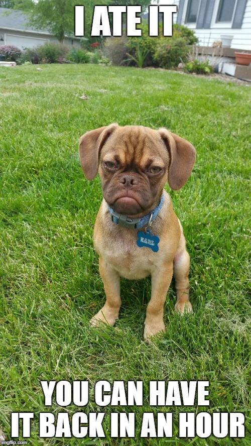 Earl The Grumpy Dog | I ATE IT YOU CAN HAVE IT BACK IN AN HOUR | image tagged in earl the grumpy dog | made w/ Imgflip meme maker