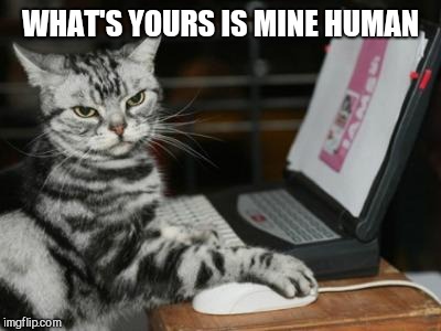 Cat computer | WHAT'S YOURS IS MINE HUMAN | image tagged in cat computer | made w/ Imgflip meme maker