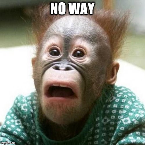 Shocked Monkey | NO WAY | image tagged in shocked monkey | made w/ Imgflip meme maker