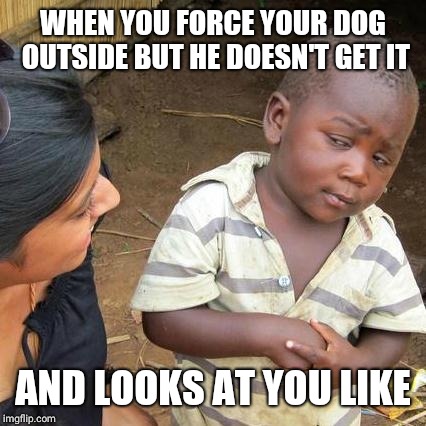 Third World Skeptical Kid | WHEN YOU FORCE YOUR DOG OUTSIDE BUT HE DOESN'T GET IT; AND LOOKS AT YOU LIKE | image tagged in memes,third world skeptical kid | made w/ Imgflip meme maker
