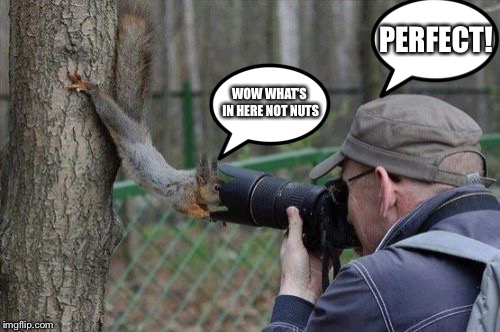 Jehovas Witness Squirrel |  PERFECT! WOW WHAT’S IN HERE NOT NUTS | image tagged in memes,jehovas witness squirrel | made w/ Imgflip meme maker