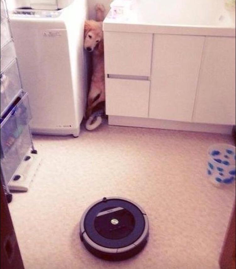 High Quality Dog Hiding from Vacuum Blank Meme Template