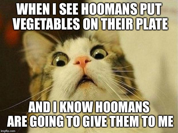 Scared Cat | WHEN I SEE HOOMANS PUT VEGETABLES ON THEIR PLATE; AND I KNOW HOOMANS ARE GOING TO GIVE THEM TO ME | image tagged in memes,scared cat | made w/ Imgflip meme maker