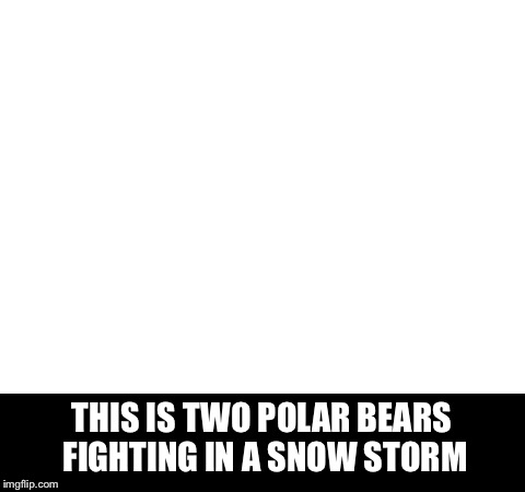 Blank White Template | THIS IS TWO POLAR BEARS FIGHTING IN A SNOW STORM | image tagged in blank white template | made w/ Imgflip meme maker