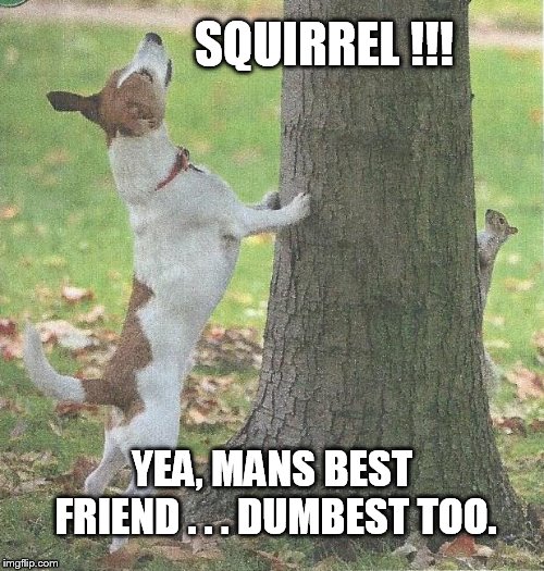 I get the feeling the squirrel has played this kind of tag before. | SQUIRREL !!! YEA, MANS BEST FRIEND . . . DUMBEST TOO. | image tagged in dancing squirrel | made w/ Imgflip meme maker