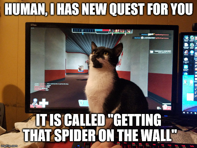 Kitty Quest | HUMAN, I HAS NEW QUEST FOR YOU; IT IS CALLED "GETTING THAT SPIDER ON THE WALL" | image tagged in cute kitty,funny cats,cat memes,distraction | made w/ Imgflip meme maker