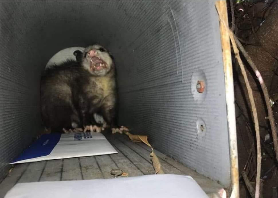 High Quality Possum Blank Meme Template