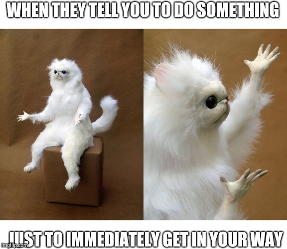Weird cat | WHEN THEY TELL YOU TO DO SOMETHING; JUST TO IMMEDIATELY GET IN YOUR WAY | image tagged in weird cat | made w/ Imgflip meme maker