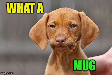 Dissapointed puppy | WHAT A MUG | image tagged in dissapointed puppy | made w/ Imgflip meme maker