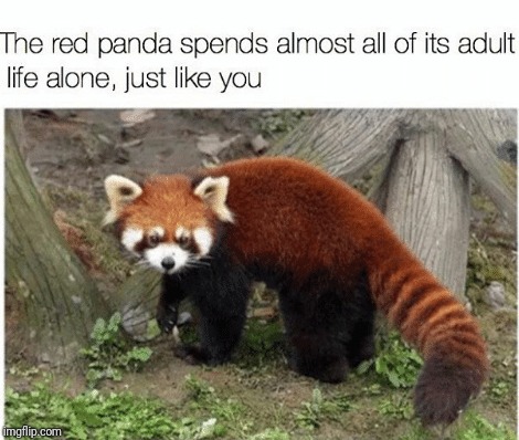 Might as well live up to my name, here's a red panda meme | image tagged in memes,funny,red panda | made w/ Imgflip meme maker