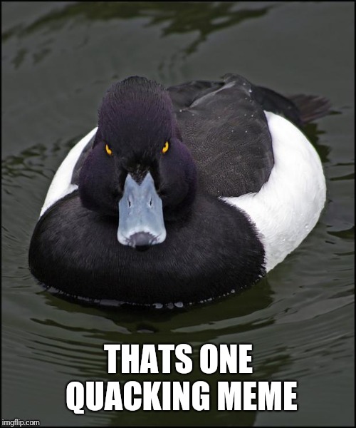 Angry duck | THATS ONE QUACKING MEME | image tagged in angry duck | made w/ Imgflip meme maker