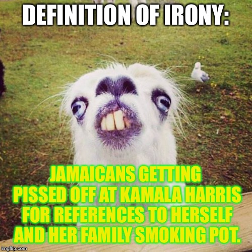 Jamaicans triggered by pot jokes | DEFINITION OF IRONY:; JAMAICANS GETTING PISSED OFF AT KAMALA HARRIS FOR REFERENCES TO HERSELF AND HER FAMILY SMOKING POT. | image tagged in irony llama,memes,kamala harris,pot,bad joke,political | made w/ Imgflip meme maker