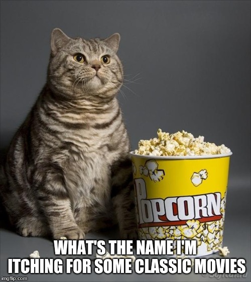 Cat eating popcorn | WHAT'S THE NAME I'M ITCHING FOR SOME CLASSIC MOVIES | image tagged in cat eating popcorn | made w/ Imgflip meme maker
