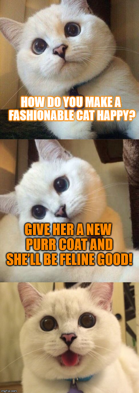 If you're a male cat, follow this advice... |  HOW DO YOU MAKE A FASHIONABLE CAT HAPPY? GIVE HER A NEW PURR COAT AND SHE’LL BE FELINE GOOD! | image tagged in bad pun cat,bad puns,cats,bad jokes,fashion,happy | made w/ Imgflip meme maker